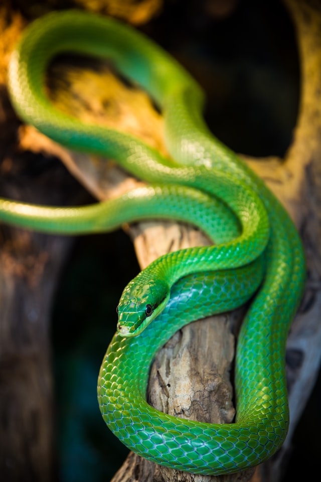This image has an empty alt attribute; its file name is lukasz-szmigiel-jgFBXnK4F_g-unsplash.jpg